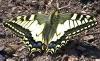 Swallowtail (Papilio machaon)